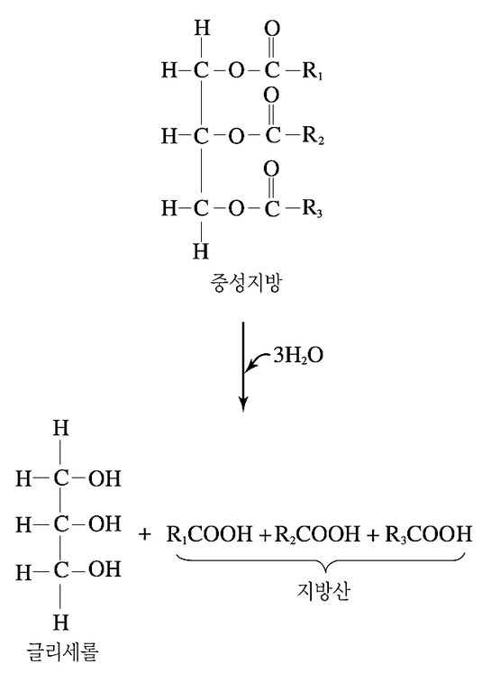 중성지방(중성지방의 가수분해)중실유생