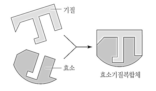 바다의 선물 갈조류 추출물 씨놀, 효소 : 네이버 블로그