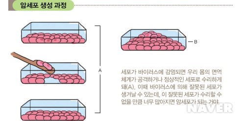 암세포 생성 과정