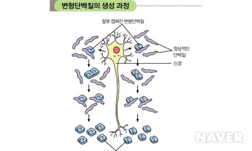 변형단백질의 생성 과정