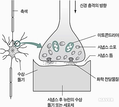 흥분의 전달 - 시냅스에서의 흥분 전달