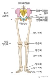 다리뼈 : 네이버 블로그