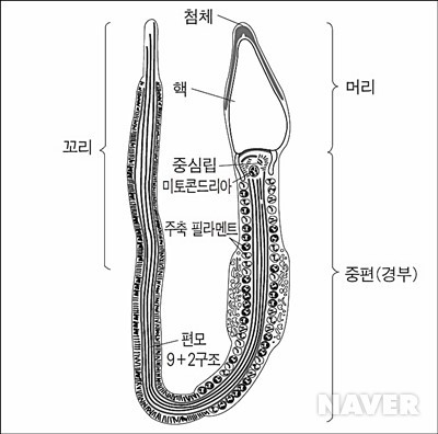정자 생산 : 지식iN