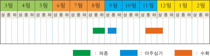 배추 본문 이미지 1