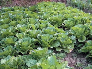 파종 9주된 배추밭(10월 중순)