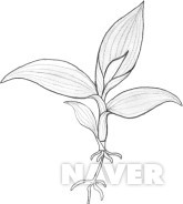 달개비