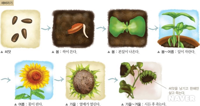 한해살이 식물과 여러해살이 식물의 한살이 비교하기 : 네이버 블로그