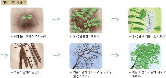 한해살이 식물과 여러해살이 식물의 한살이 비교하기 : 네이버 블로그 한해살이 식물과 여러해살이 식물의 한살이 비교하기 : 네이버 블로그
