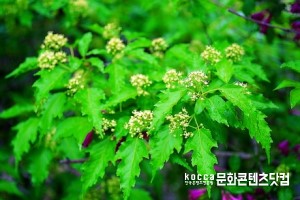 신나무 본문 이미지 2