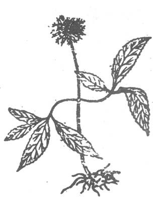 삼칠
