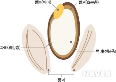 쌀 영양성분, 백미와 현미 차이, 현미 효능, 5분 도미, 9분 도미, 백미 와 현미 혈당지수, 현미 섭취 주의해야 할 사람 ... 쌀 영양성분, 백미와 현미 차이, 현미 효능, 5분 도미, 9분 도미, 백미 와 현미 혈당지수, 현미 섭취 주의해야 할 사람 ...