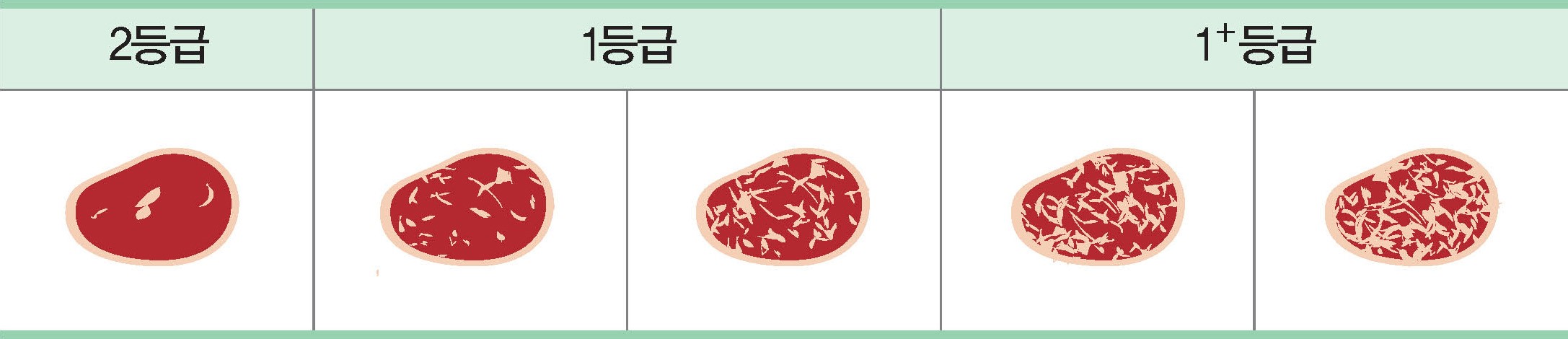 육류 - 돼지 냉도체의 근내지방도에 의한 등급기준