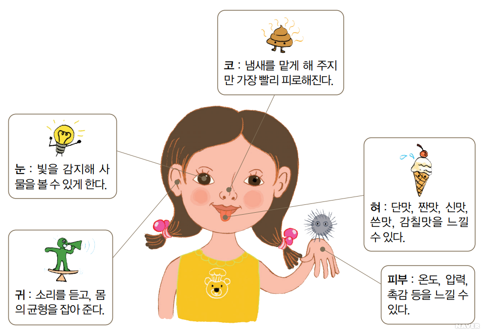 감각 기관 - 우리 몸의 감각 기관