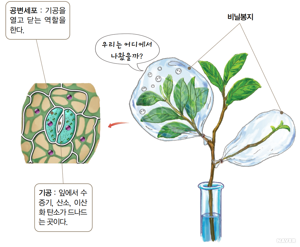 잎의 구조와 기능 - 잎의 증산 작용