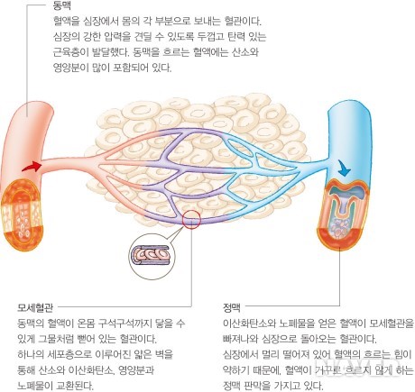 혈관의 종류