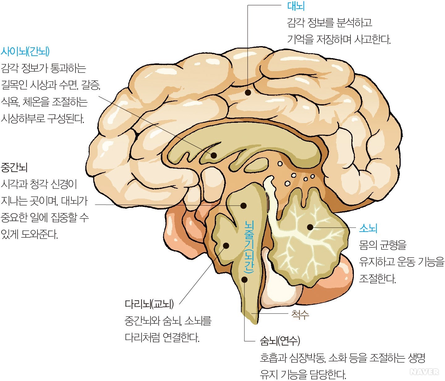 전두엽의 중요성을 알려준 의 비참한 사고 : 네이버 블로그