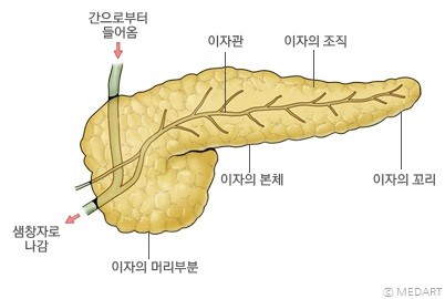 이자(췌장)의 구조