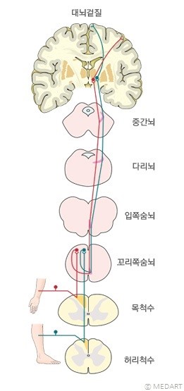 감각신경 - 말초에서 중추신경계로 가는 감각신경계의 경로