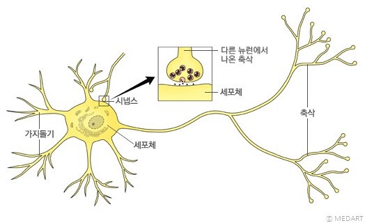 시냅스 - 시냅스 모식도