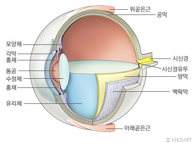 눈의 구조