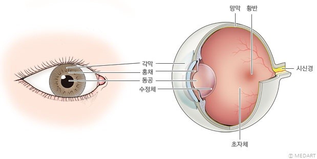 동공의 구조
