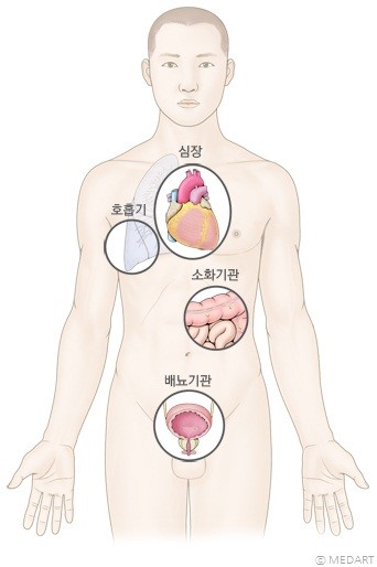 제대로근 - 제대로근(불수의근)의 분포 형태 및 구조