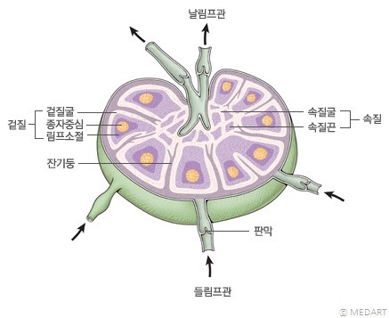 인체기관정보 (림프절) : 네이버 블로그