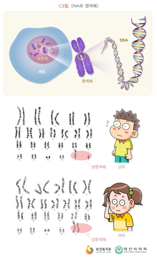 DNA와 염색체