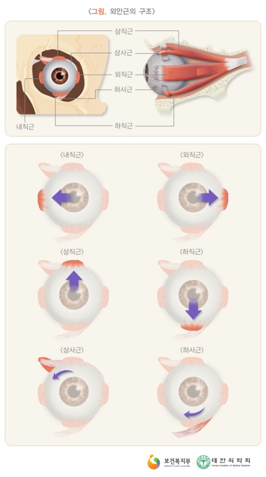 외안근의 구조와 기능