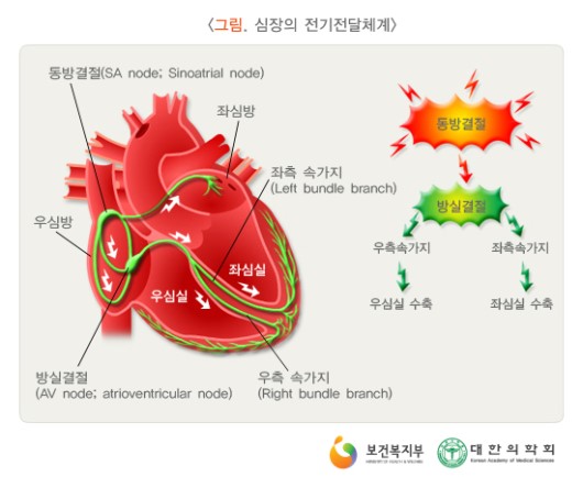 심장의 전기전달체계