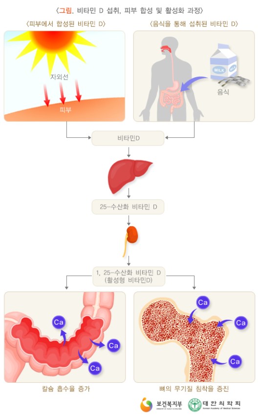 비타민D 섭취, 피부 합성 및 활성화 과정
