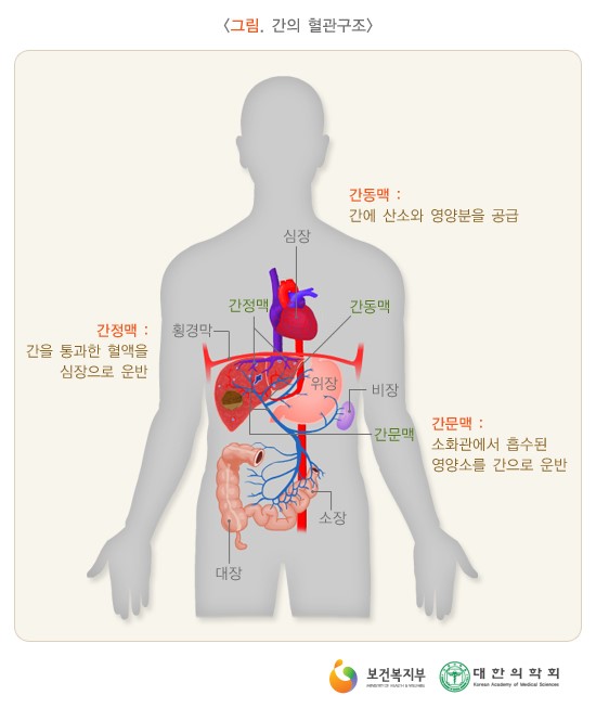 급성 간부전[ fulminant hepatic failure ] : 네이버 블로그
