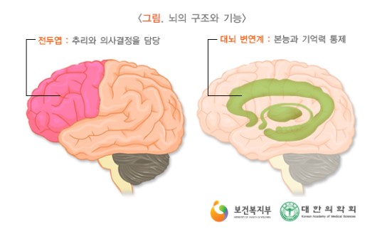 뇌의 구조와 기능