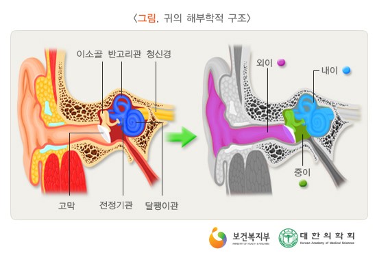 귀의 해부학적 구조