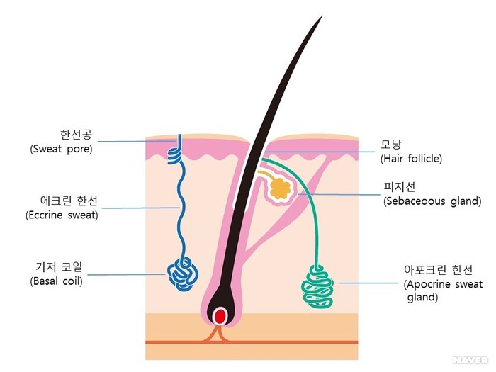 액취증 - 아포크린 샘과 에크린 샘