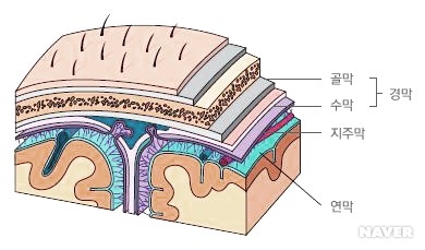 뇌막의 구조