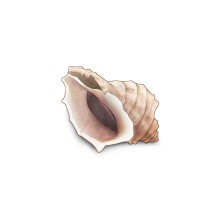 소라 (3~6월)