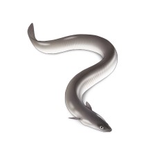 장어 (5~6월)