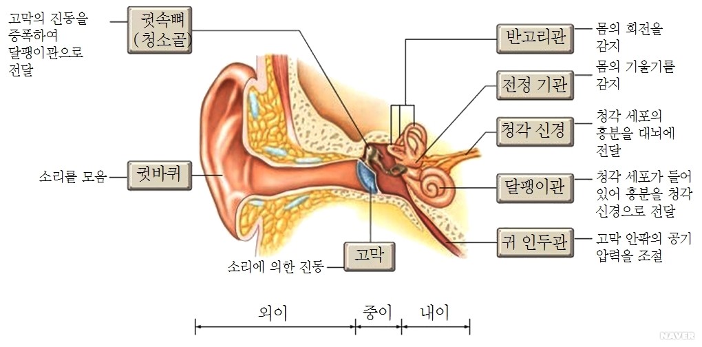 제작 - &lt;그림 18&gt; 인간 감각기관의 구조－귀, 청각 
