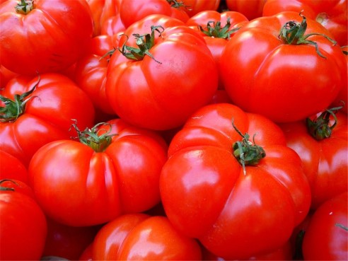 토마토, 식용이 아니라 관상용 식물이었다