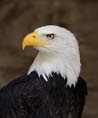 American Bald Eagle (1782년 지정)