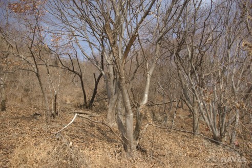 쉬나무 수형 (2월 7일)