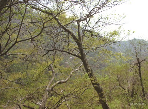 쉬나무 - 새순 돋은 모습 (4월 18일)