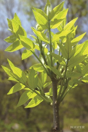 쉬나무 어린 잎 (4월 18일)