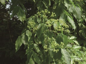 쉬나무 꽃봉오리 (6월 16일)