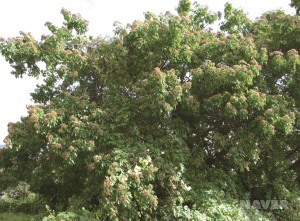 쉬나무 - 열매 달린 모습 (9월 8일)