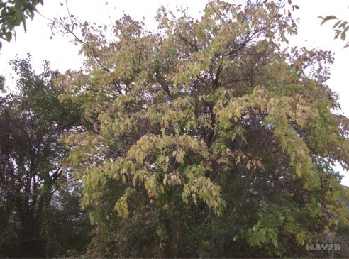 쉬나무 - 단풍 드는 모습 (11월 1일)