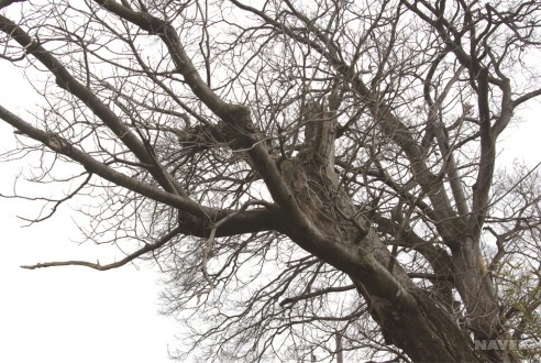 쉬나무 고목 겨울 줄기와 가지 (2월 25일)
