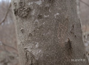 쉬나무 줄기껍질 (2월 7일)