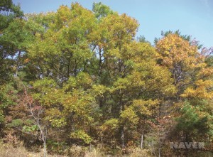 상수리나무 - 가을 군락 단풍 드는 모습 (10월 26일)